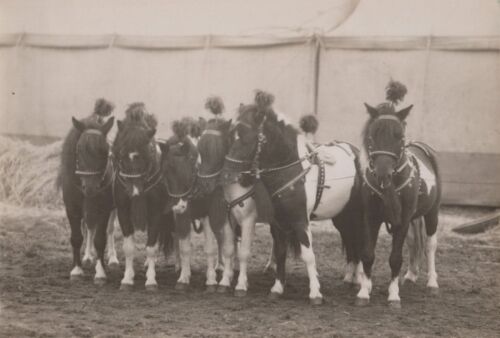 Ringling Bros Circus 30er Jahre Bertram Mills Ponys Charlie NAMENED Original Foto