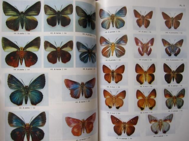 Butterflies of Borneo Vol.1 + Vol.2-1 Lycaenidae Vol.2-2