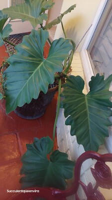 arabica plants Buy an Arabica Coffee Live Plant Indoor Statement Piece