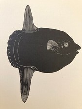 1928 UNUSUAL B&W woodcut / etching of ocean sun fish mola genuine vintage item