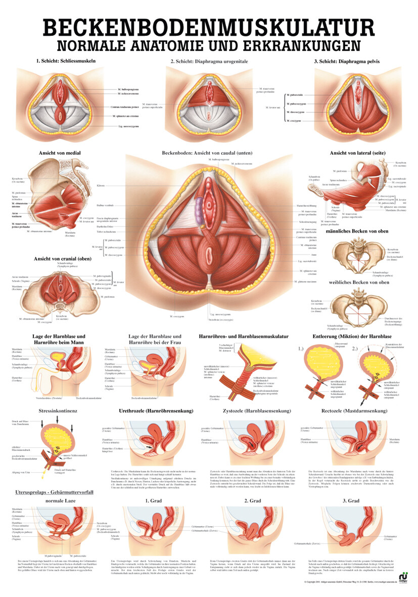 Beckenbodenmuskulatur von Rüdiger Anatomie