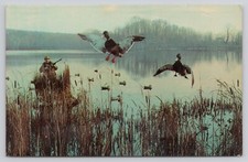 Duck Hunting in Lake Among Decoys Postcard