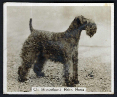 SINCLAIR (J) - CHAMPION DOGS, 1. (LARGE) - #32 KERRY BLUE TERRIER
