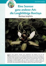 The longleaved Barclaya Barclaya longifolia / aquarium info card