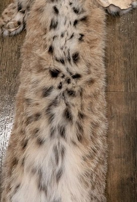 Beautiful Just TANNED Bobcat Super Soft Hide Fur Pelt Lots Of Spots~Craft~Cabin