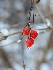 Tamron AF 28-200 mm F/3.8-5.6 Aspherical LD fur nikon vollformat und aps-c AF(D)