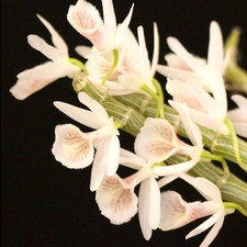 Dendrobium cretaceum  SapphireChild Orchids