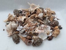 Beautiful Seashells Wedding and Crafting Decor Sea Shell Best Price! Free Ship!