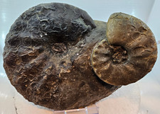 2 x Ceratites praenodosus, 230 und 100 mm, Trias, Crailsheim, Ammonit