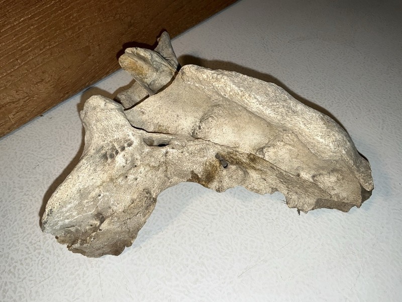 Vintage / Antique Large 8” X 8” Inch Animal Skull Real Bone