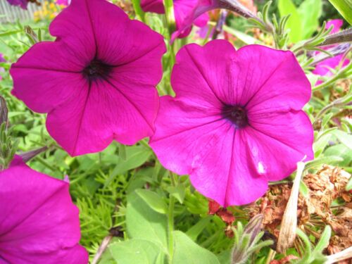 Purple Petunia seed Un-coated 0.10 gram approximately 300 to 500 seeds - Picture 1 of 1