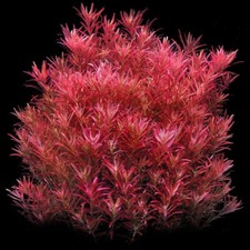 6 Stems rotala Blood Red live aquarium plants beautiful FREE S/H Priority