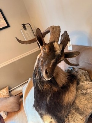 Hybrid Ibex Shoulder Mount - Taxidermy Trophy - Rustic Cabin Decor