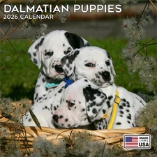 Dalmatian Pups Calendar 2026 - Dog Breed Wall Calendar - Made in the USA!