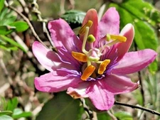 BANANA PASSION FRUIT Seeds *FREE Shipping!* Passiflora mollissima Vine 10+ SEEDS
