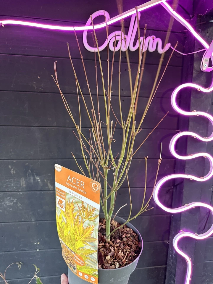 Acer Tree Orange Lace New Variety Rare Japanese Maple 3L Pot Plants to your door - Image 2 of 4