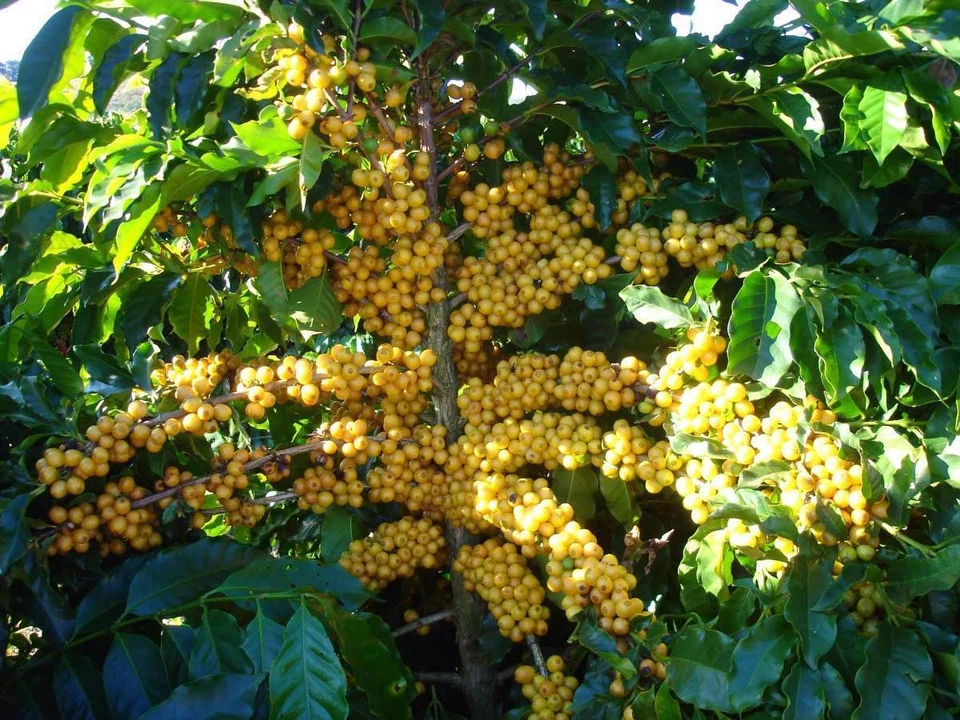 GRANOS DE CAFÉ BOURBON AMARILLO BRASILEÑO TOSTADO MEDIO 5 LIBRAS EN BOLSAS DE 1 LIBRA Foto 3 de 4