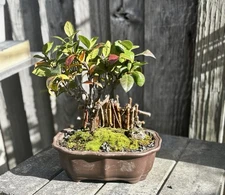 STAR JASMINE BONSAI TREE- FREE SHIPPING!
