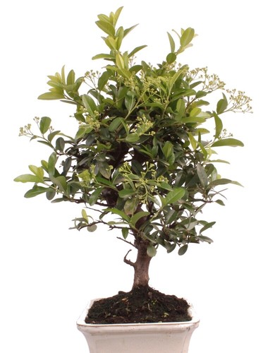 Bonsai - Pyracantha angustifolia Schmalblättriger Feuerdorn 225/50 - Bild 2 von 6