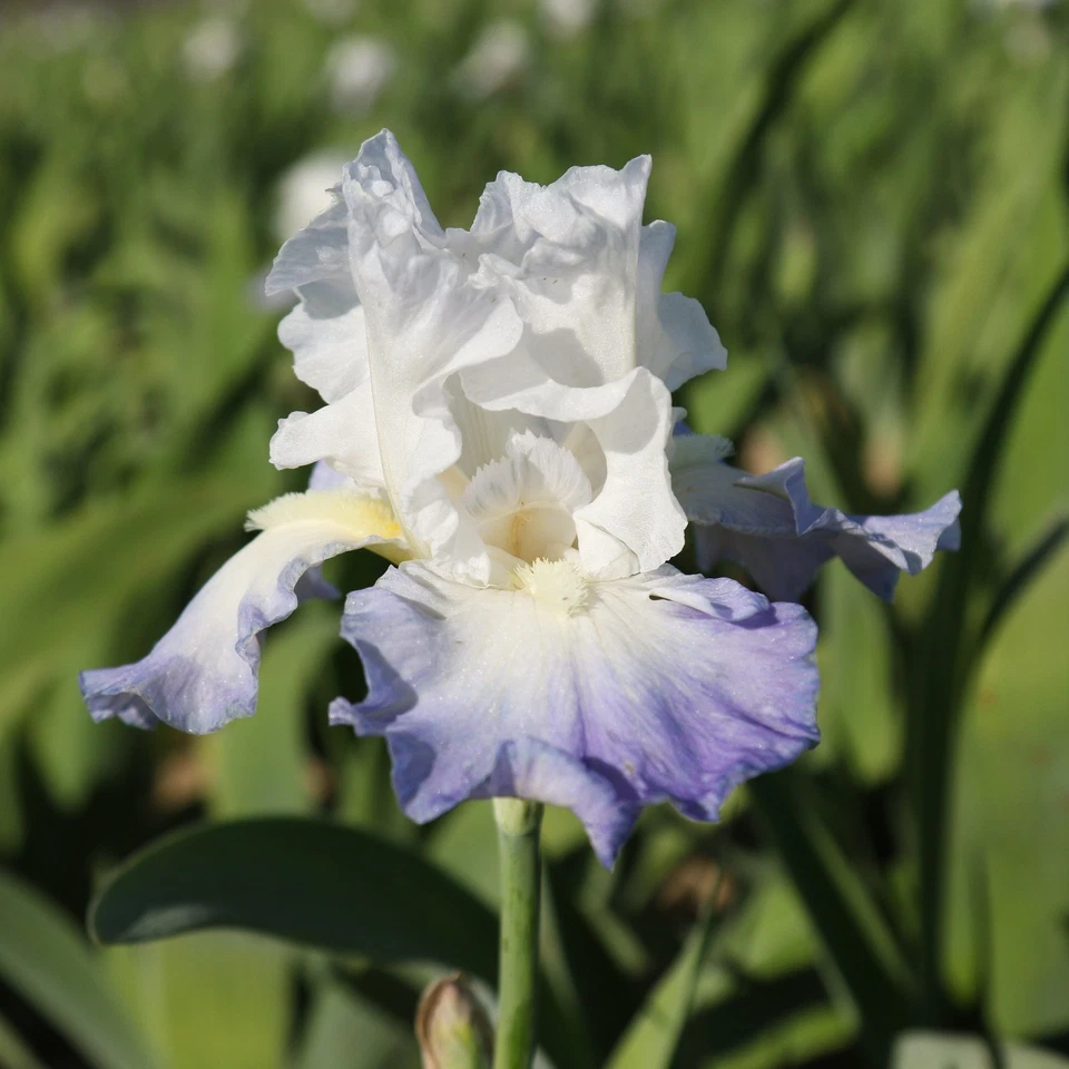 Easy to Grow Bearded Iris Clarence Plant Bulbs, Flowers in Spring and Fall - Image 2 of 4
