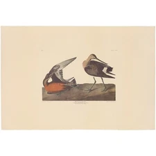 Audubon Amsterdam Ed Dbl Elephant Folio lithograph Pl 258 Hudsonian Godwit