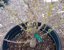 Boojum Tree Fouquieria columnaris Huge 6 Inch Tall Trunk 16