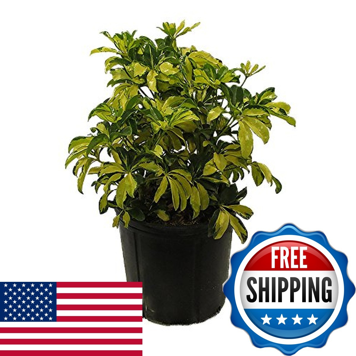 American Plant Exchange Variegated Schefflera Arboricola 10-Inch Pot ...
