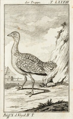 Trappe BUFFON Original Kupferstich von 1787 Passepartout