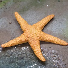 Yellow Starfish Sea Animal Figures Toy Plastic Small Ocean Animal Figurine Toy