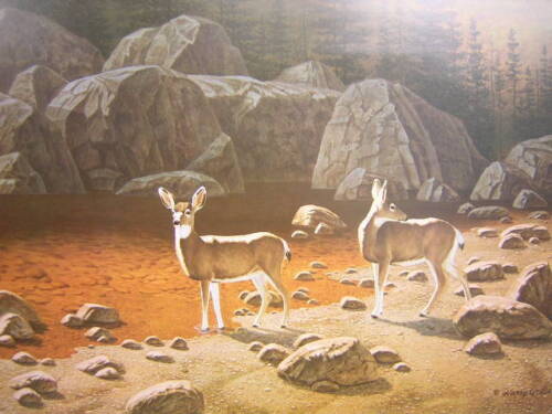 Harry Antis Ever Present Danger Mule Deer Hidden Animal Images Signed Art Print - Picture 2 of 2