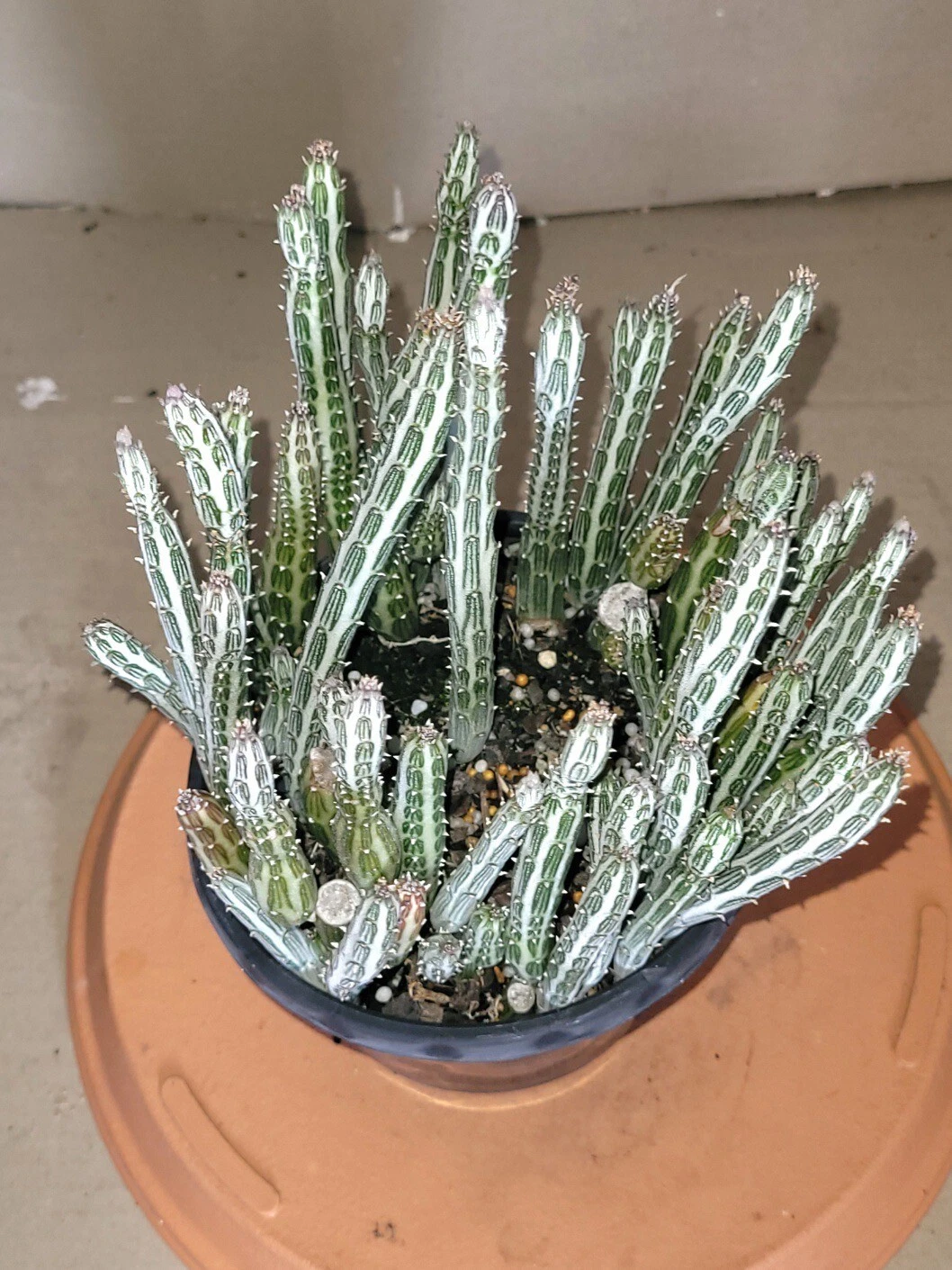 Picture 3 of 4