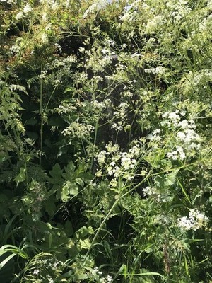 Foto A2 Overgrown Trig Point, Brunton Lane Hazlerigg um 2021