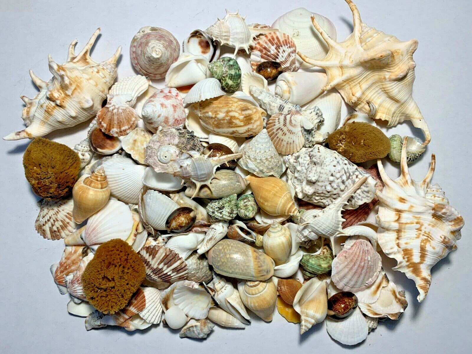 Nature Watch Sea Shell Mix - Seashells by the Pound