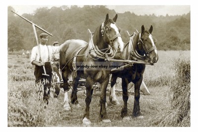 rp16992 - Farm Working Horses - Print 6x4