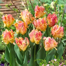 Easy to Grow Tulip Parrot Lady 10 Plant Bulbs, Spring Flowers Zones 3-8