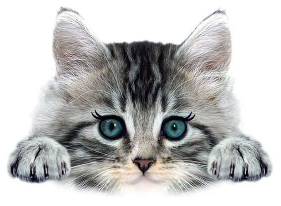 AnzeigeKatze Bügelbild Kaufen? - Bügelbild Katze Yellow