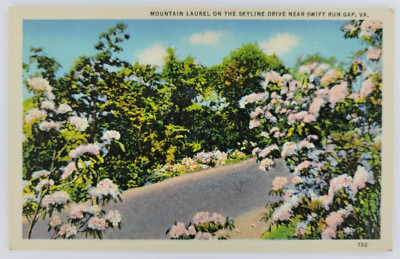 Vintage Mountain Laurel on the Skyline Drive Postcard, Virginia Circa 1950's