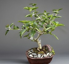 17 YEAR OLD LANTANA BONSAI TREE