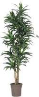 Artplants Deko Dracaena Fragrans Kandida, NaturstäMme, GrüN-Weiß, 200Cm