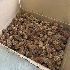 5 lb Sweet Gum Tree Spiked Ball Pods, Dried Crafts  Oak Colored