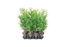 Thuja Green Giant | 10 Live Quart Size Trees |