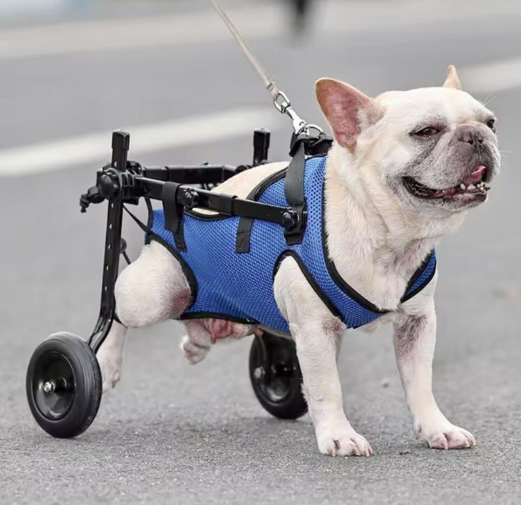 Fauteuil roulant animaux compagnie marche rééducation chiens chats mobilité bleue