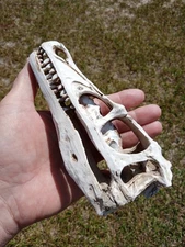 Velociraptor Resin Skull Fossil Dinosaur.🦖 Beautiful Detailed Replica Skull. 