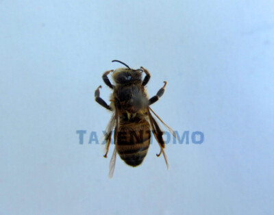 Apis sp. Worker Honey Bee (preserved)