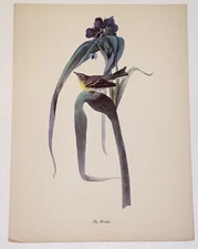Vintage Audubon John James Birds of America Pine Warbler Bird Lithograph Print