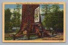 Tree House Lilley Park Tree Redwood Big Tree Highway California Postcard