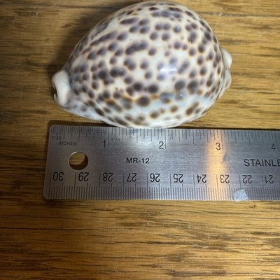 Cypress Tigris Shell Clean No Chips Or Cracks