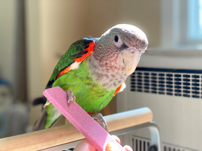 Parrot Nail Trimmer Stone from Parrot Wizard - Easy Parrot