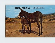 Postcard Hot Meals at All Hours Donkey and her Baby