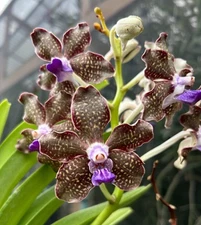 Vanda Arjuna. Bs Fragrant Orchid division exact flower.